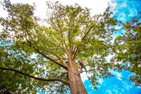 Best Tree Health Inspection  in Temple Terrace, FL