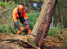 Best Fruit Tree Pruning  in Temple Terrace, FL