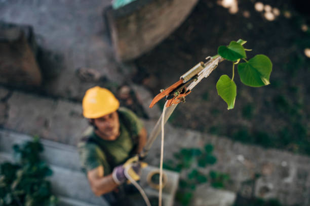 Best Emergency Tree Removal  in Temple Terrace, FL