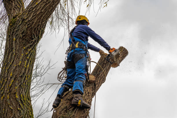 Best Hazardous Tree Removal  in Temple Terrace, FL