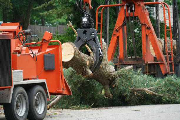 Best Hedge Trimming  in Temple Terrace, FL