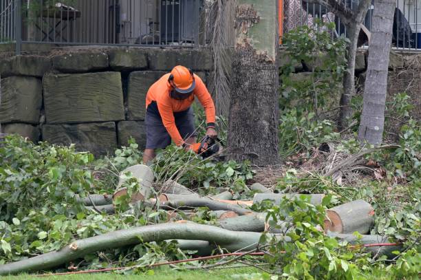 Best Firewood Processing and Delivery  in Temple Terrace, FL