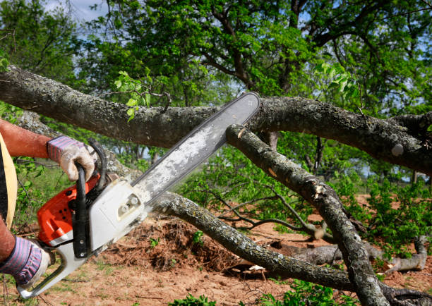 Best Utility Line Clearance  in Temple Terrace, FL